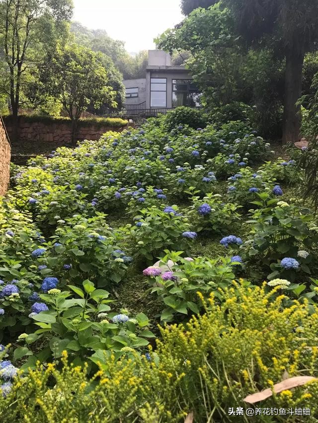 绣球几片叶子开始长花苞,绣球冬季绿叶爆侧芽