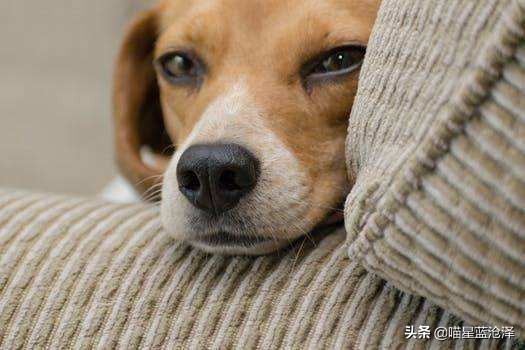 狗子半夜学狼嚎是什么意思,狗狗晚上学狼叫是什么预兆