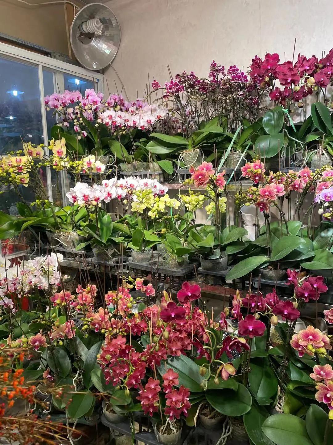 实拍青岛花卉市场！你每年都会选购哪些品种的年宵花呢？