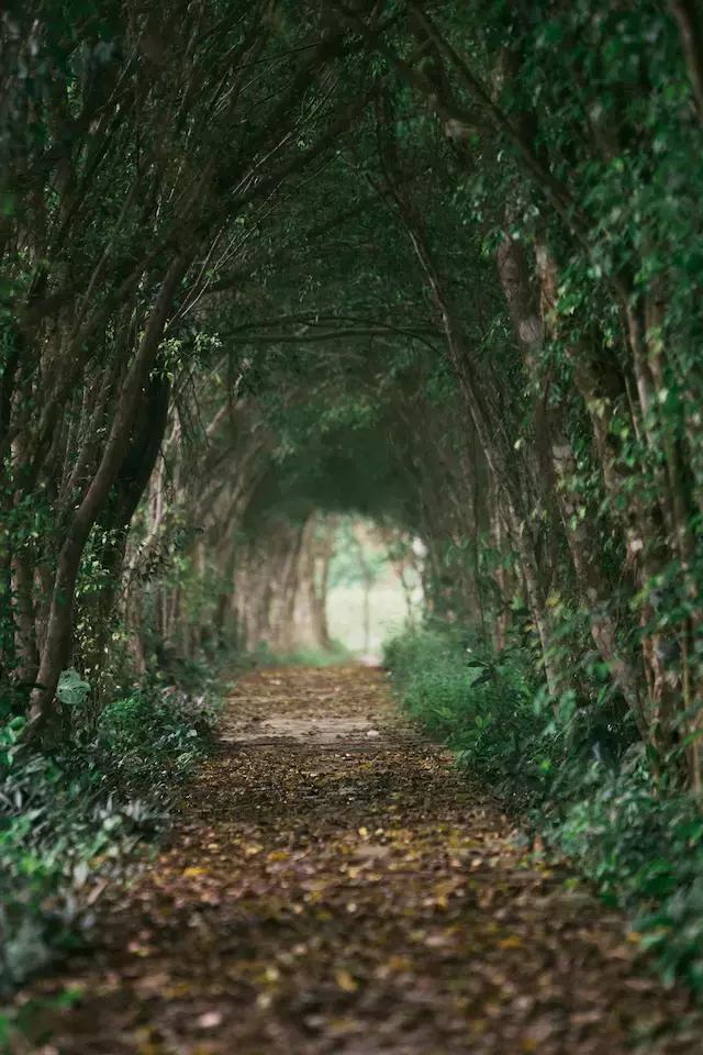 越南森林灭绝野生动物,越南森林生存环境恶劣