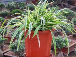 吊兰叶子黄了干枯了怎么修剪,养吊兰只需1招不黄叶