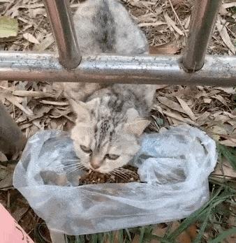 为什么猫咪一见你就要跑,为什么你一靠近猫它就躲开