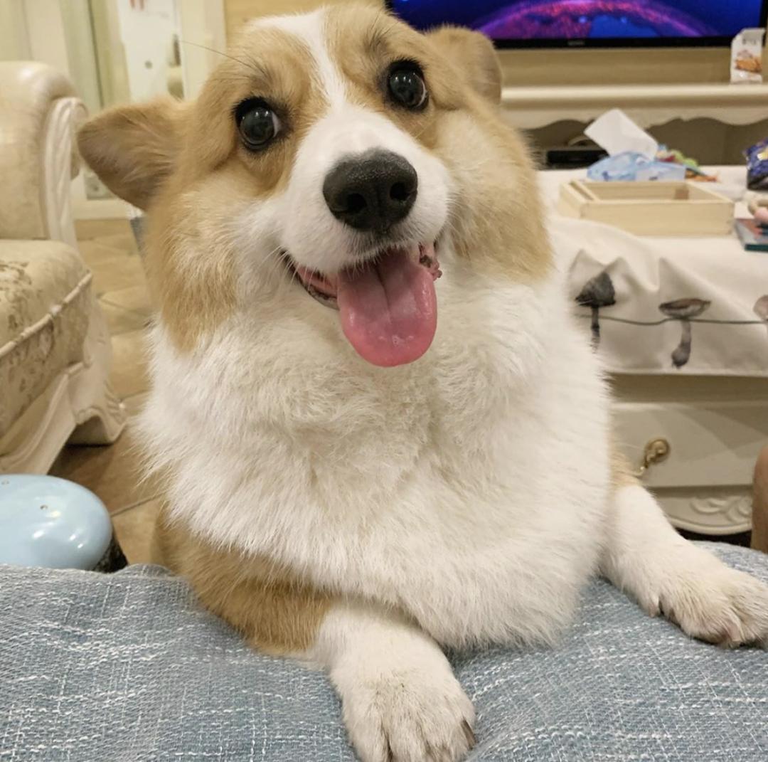 萌犬犬种,惹人喜爱的萌犬