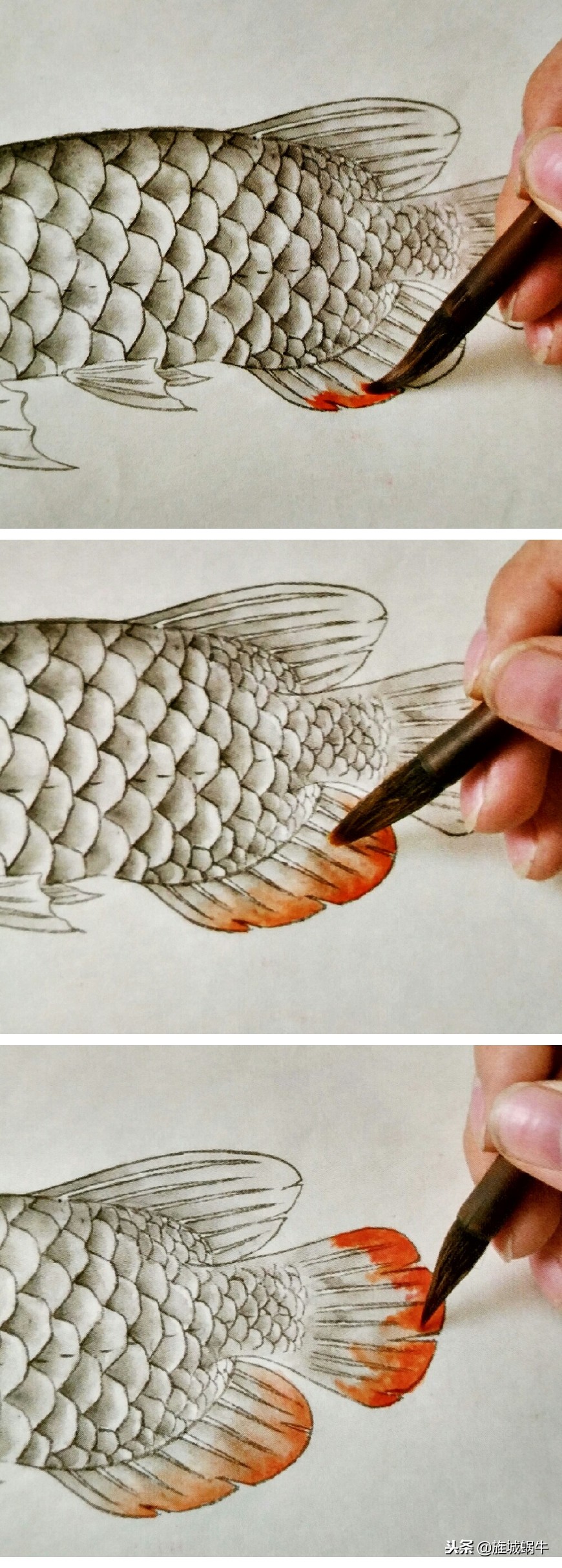 怎么样画出特别大的金龙鱼,金龙鱼的淡色工笔画法