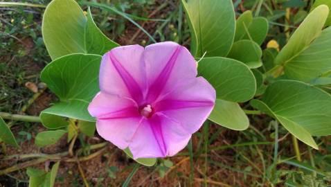 马鞍藤是草药吗,马鞍藤中药别名