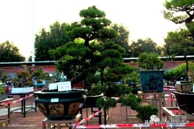 黄圃镇花店,花乡花卉绿植区