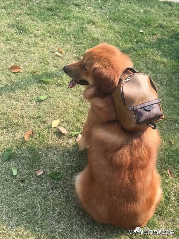 非常好看的宠物包,大家的包都带什么玩偶