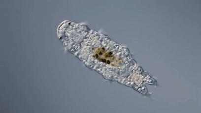 地球最强生物水熊坠落月球或幸存,地球最强的生物降临月球