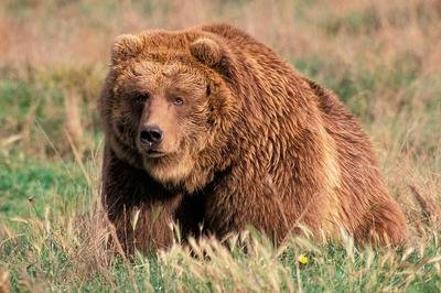 生物为什么生病,野生动物生病了怎么自愈视频