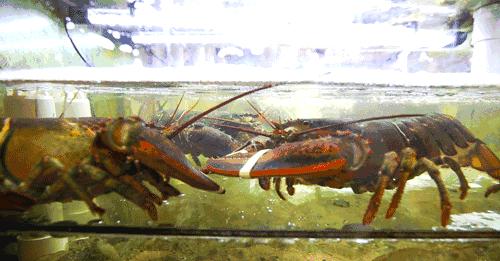 汕尾人吃海鲜,原来海边人是这样吃海螺的