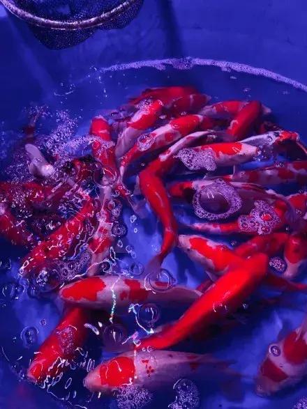 即将消失的花鸟鱼虫市场,天津消失的鱼虫市场