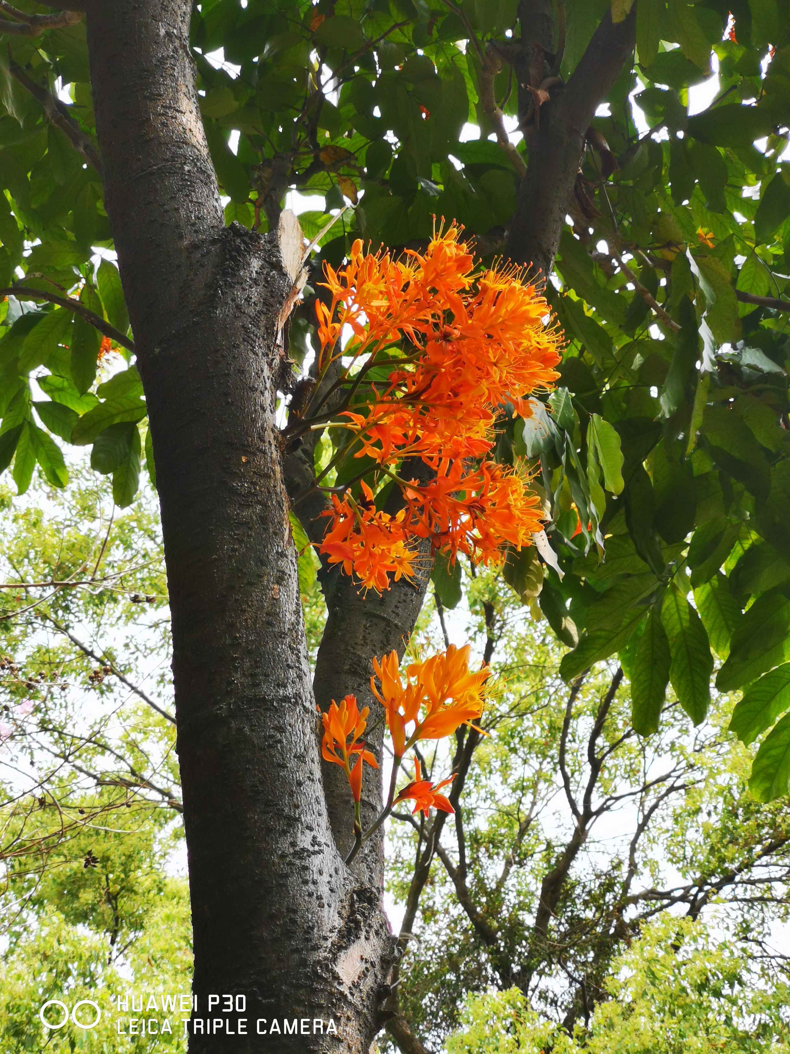 中国无忧花图片,中国无忧花树