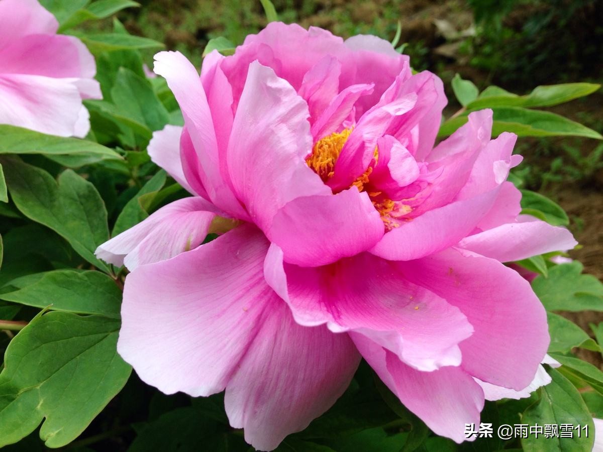 牡丹花怎么养才能旺盛,牡丹花怎么养开花大