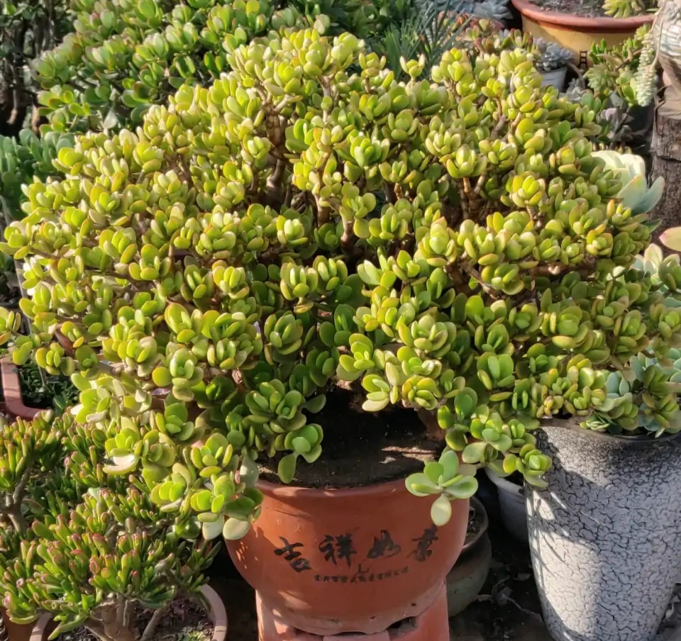 家里养的富贵花让你养几年才会开,客厅富贵花大全