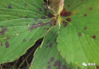 草莓常见病虫害图谱,草莓病虫害图片大全集