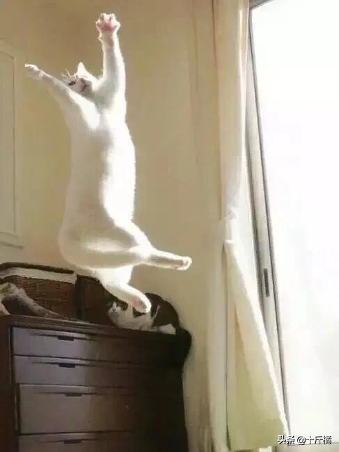 舞痴猫咪：每一个不曾起舞的日子，都是对生命的辜负！