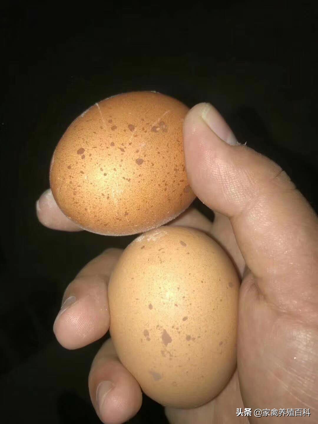 蛋鸡易发病的诊治,蛋鸡霉菌的种类