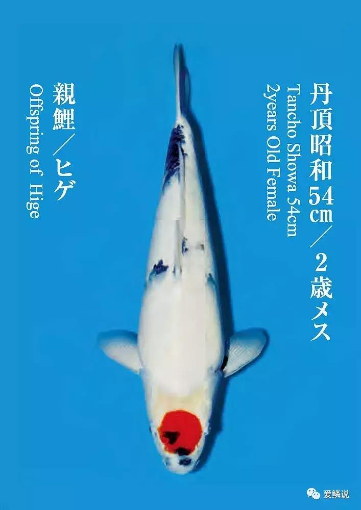 鲤界“老司机”的干货分享，少走弯路