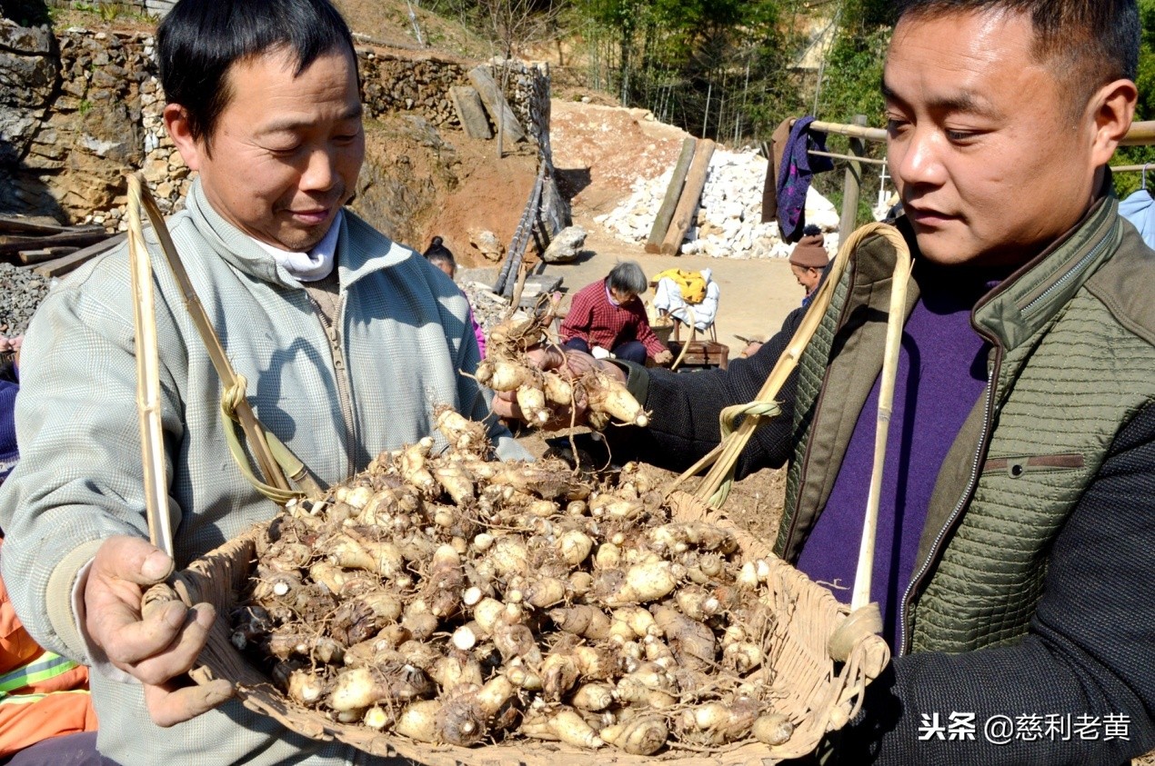 脱贫故事：尹桂林种白芨告别了单身