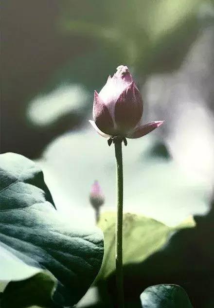 一整天忘记带手机是什么体验,24小时没有手机是什么体验