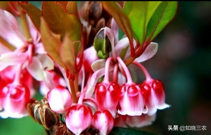 倒挂金钟放什么肥料最好,倒挂金钟施肥多了叶子发蔫怎么办