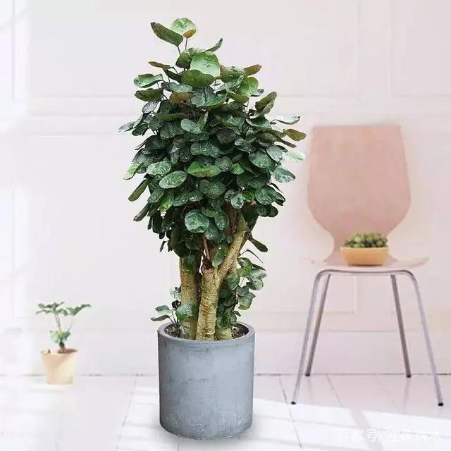 新家种什么盆栽净化空气,家里卧室适合养的盆栽