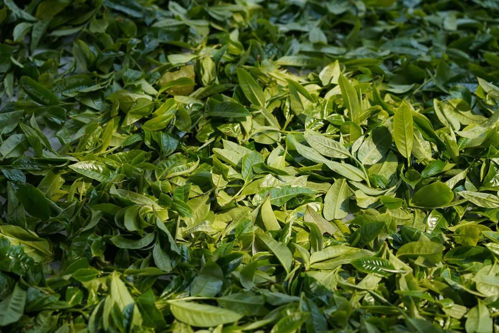 中国人喝真茶,为了喝一口好茶必须精益求精