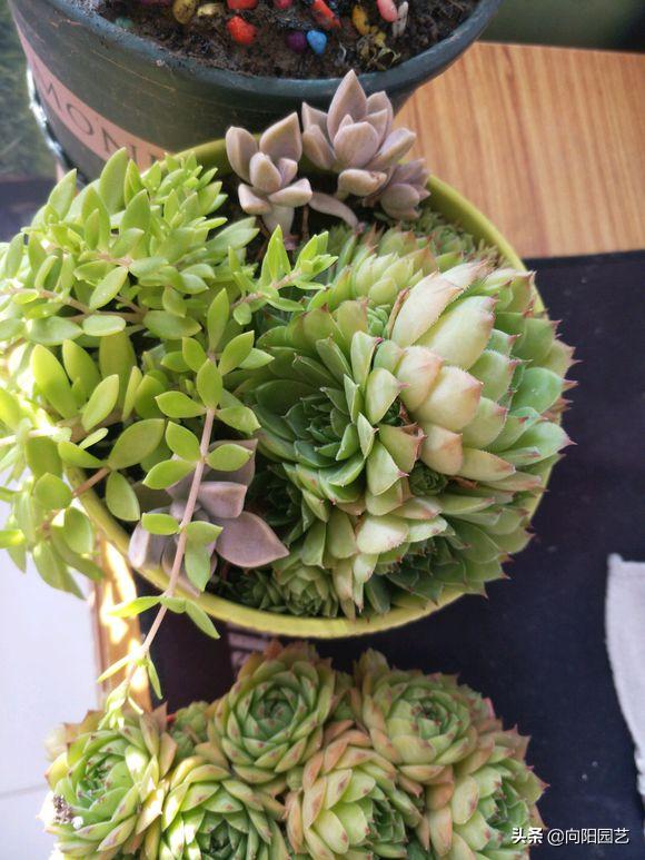 多肉养得不好才会长花剑吗,莲花多肉怎么养才能爆盆
