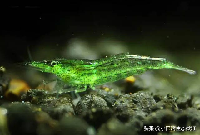 宠物虾简单养殖,虾类宠物观赏