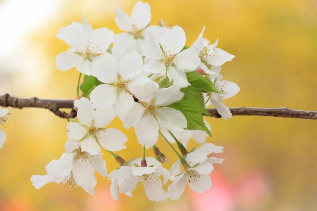 三月再见四月你好诗句,三月再见四月你好英文