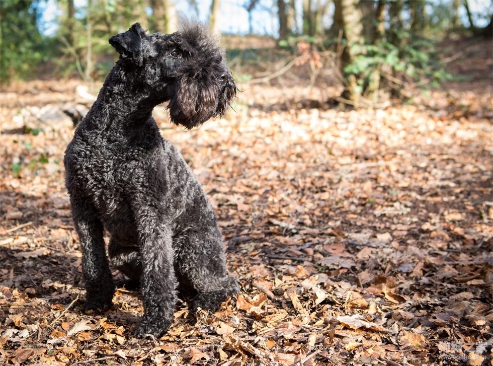 最聪明的十大狗狗品种介绍,史上最全的狗狗品种记得收藏