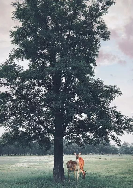 手机拍出的大片摄影作品,手机拍作品好看又高清