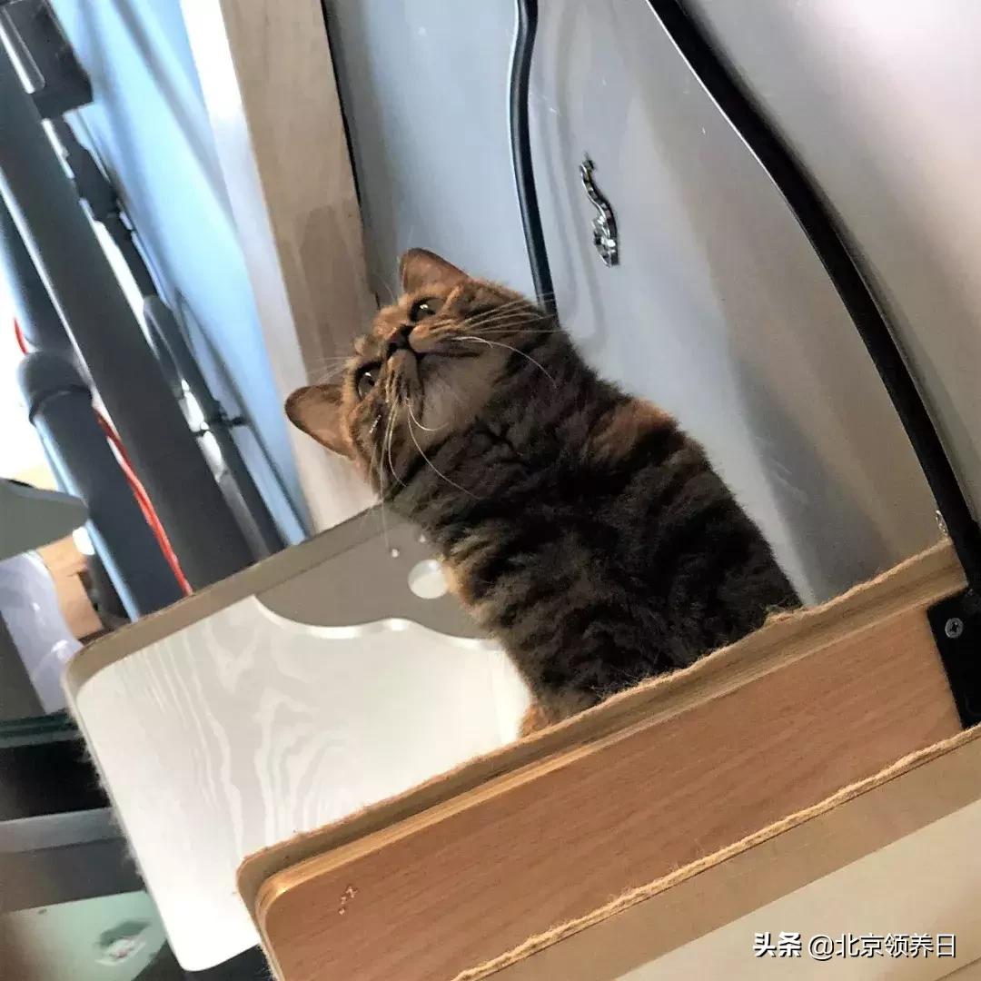 喵星人第二季,喵星人第2季免费观看