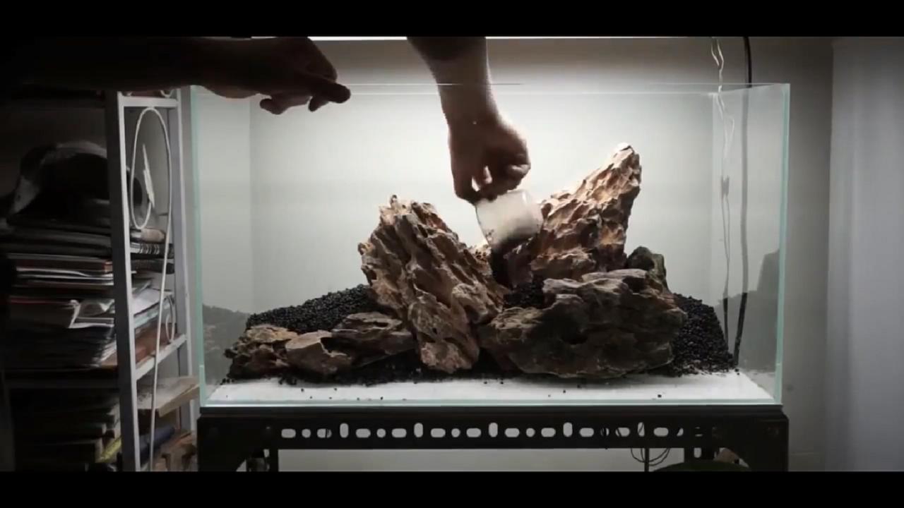 草缸皇冠水草造景,假山草缸水草造景