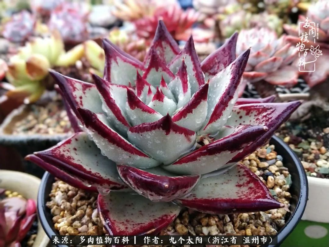 景天、球和龙舌兰，只要是多肉，都喜爱