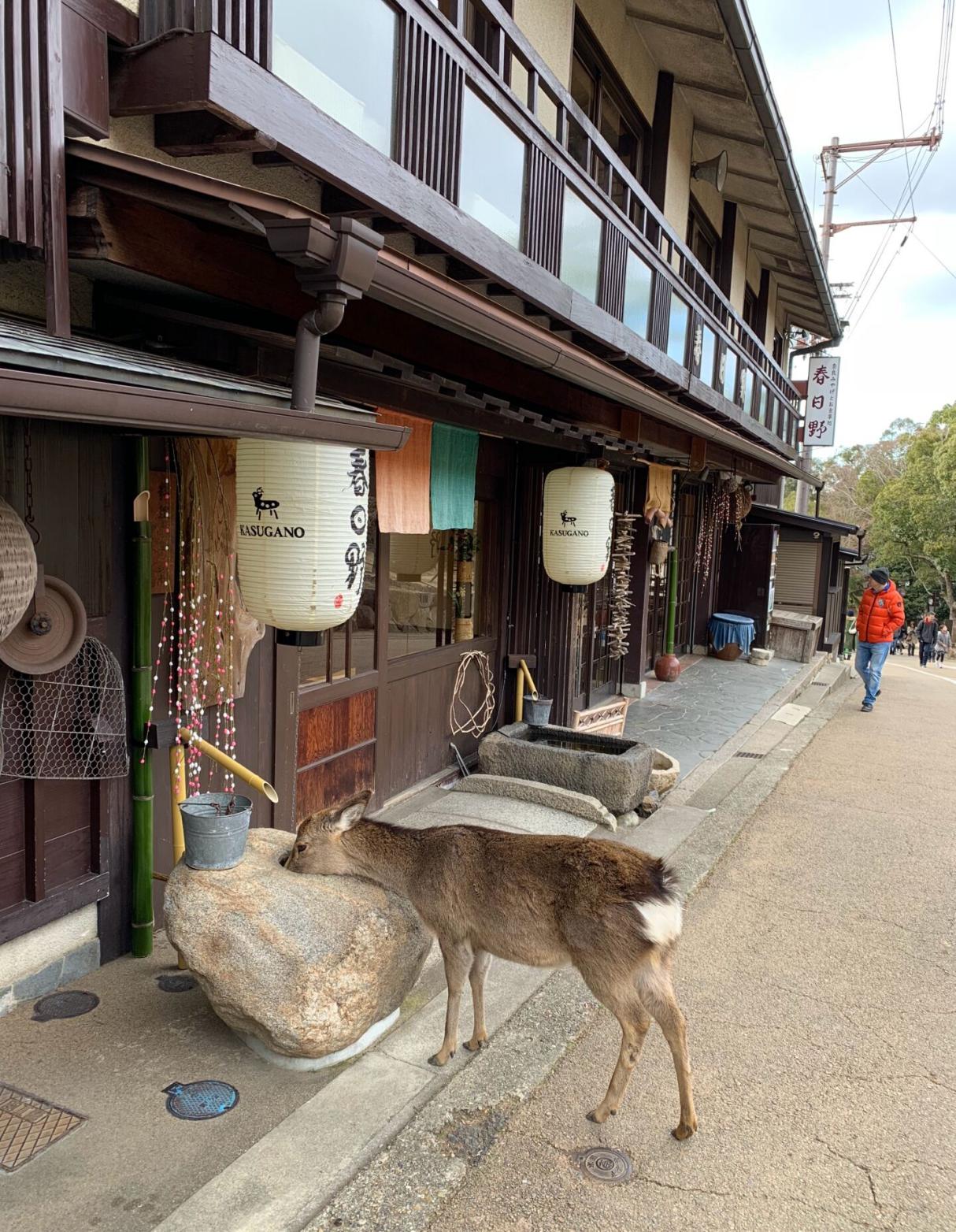 约上闺蜜一起去看看,大阪到奈良小鹿公园