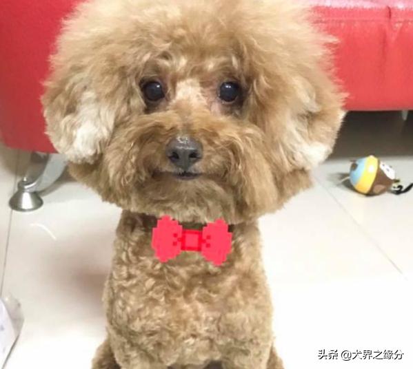泰迪犬不爱吃饭怎么办,泰迪犬不吃饭怎么办