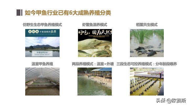 欧赛斯带你全方位洞察甲鱼市场发展趋势及竞争格局