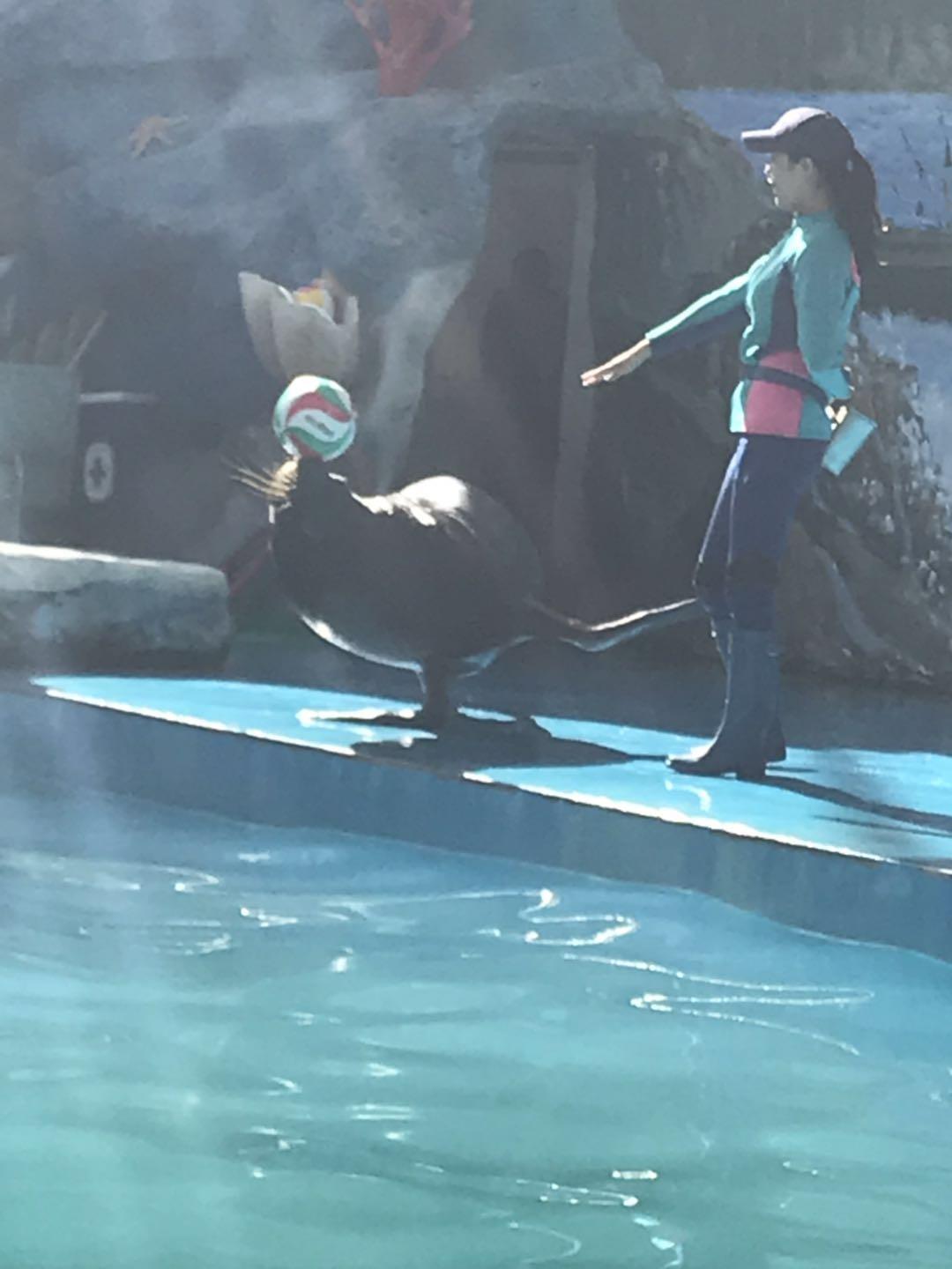 上海野生动物园太阳广场节目安排,上海野生动物园建议游玩时间