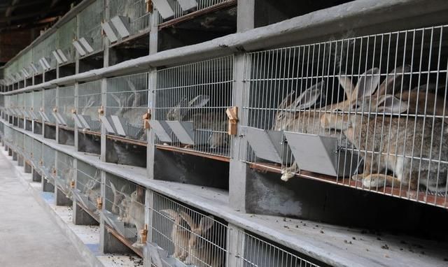 为什么兔肉不上宴席,为什么兔肉不好吃呀