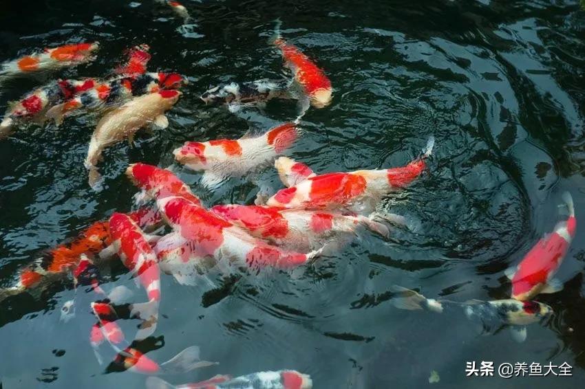 新手养的锦鲤不吃食,锦鲤不养了怎么处理掉