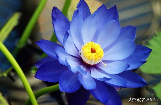 手工制作荷花睡莲,夏天的荷花手工小朋友