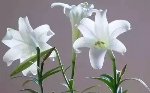 全国56个城市市花一览,56个市的市花