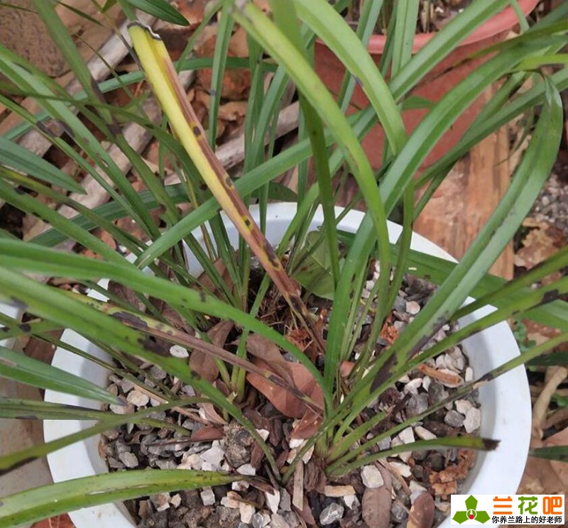 兰花叶片有黑斑怎么治,兰花叶片黑斑原因和补救方法