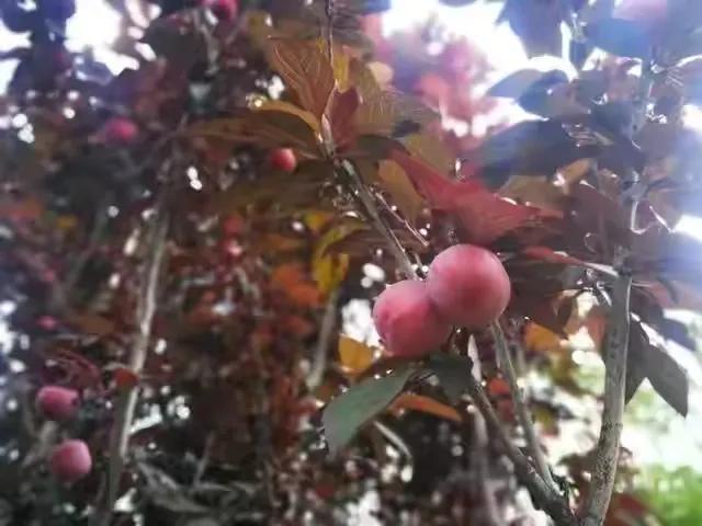 80后90后农村儿时零食野果,在海南儿时吃的野果还记得几种