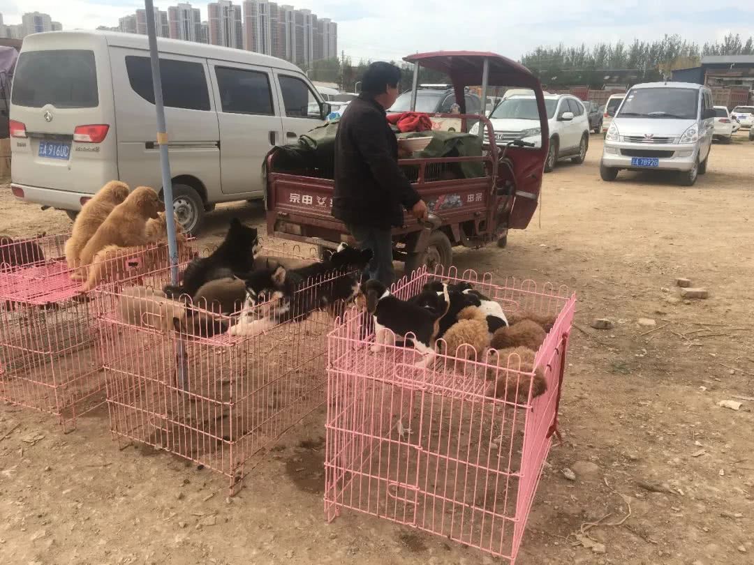 狗市挣钱不,狗市卖狗的理由