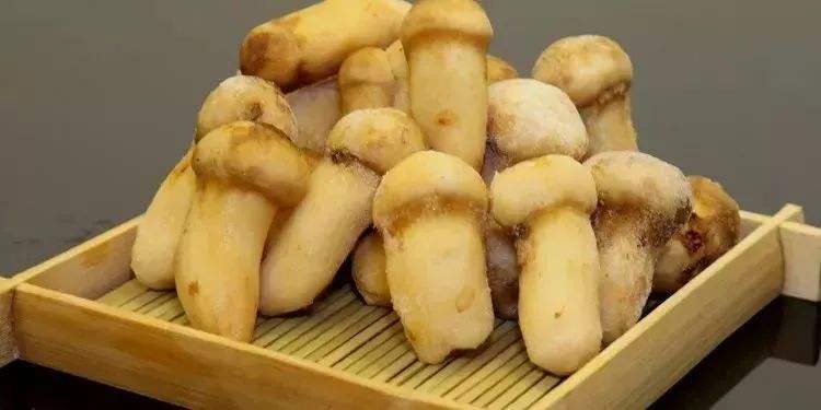 新鲜松茸菇的清洗方法,松茸表面黑色需要清洗