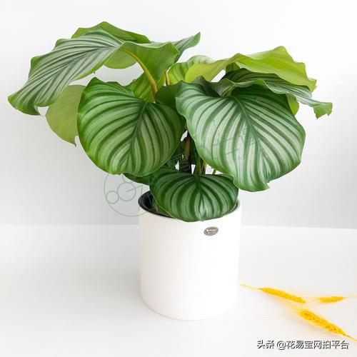 教师节幼儿园送什么礼物好,教师节送老师什么礼物合适