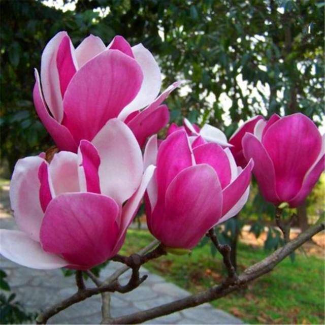 鼻炎适合养的盆栽,鼻炎卧室可以放盆栽吗