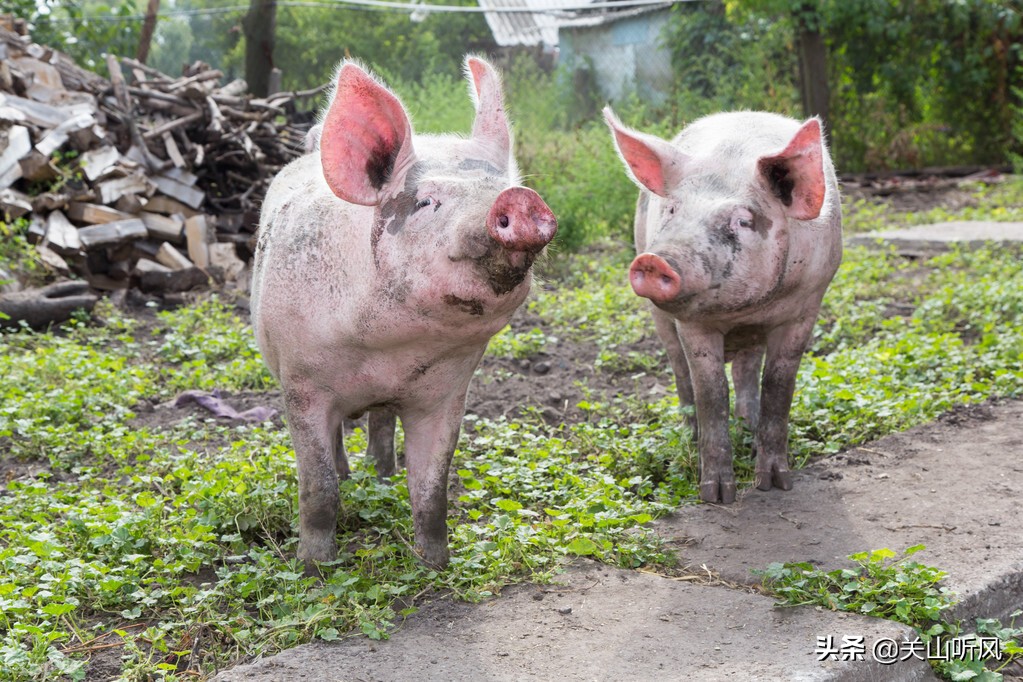 俗语“猪来穷，狗来富，猫儿来了戴麻布”，农村送小家畜的规矩？